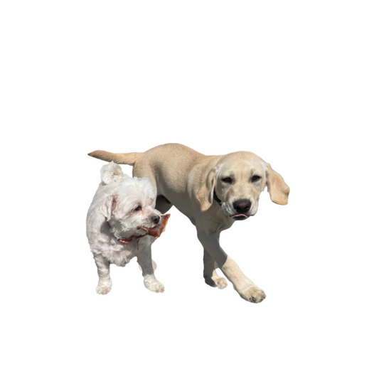 Free Delivery on All Standard Orders