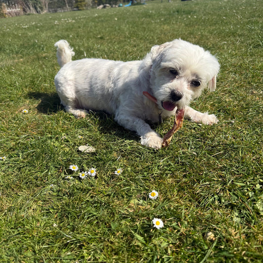 Bulls Pizzle Sticks - 3 Sizes Available, 10 Pieces, 5 Pieces & 1 Piece - Maltese enjoying Pizzle Stick