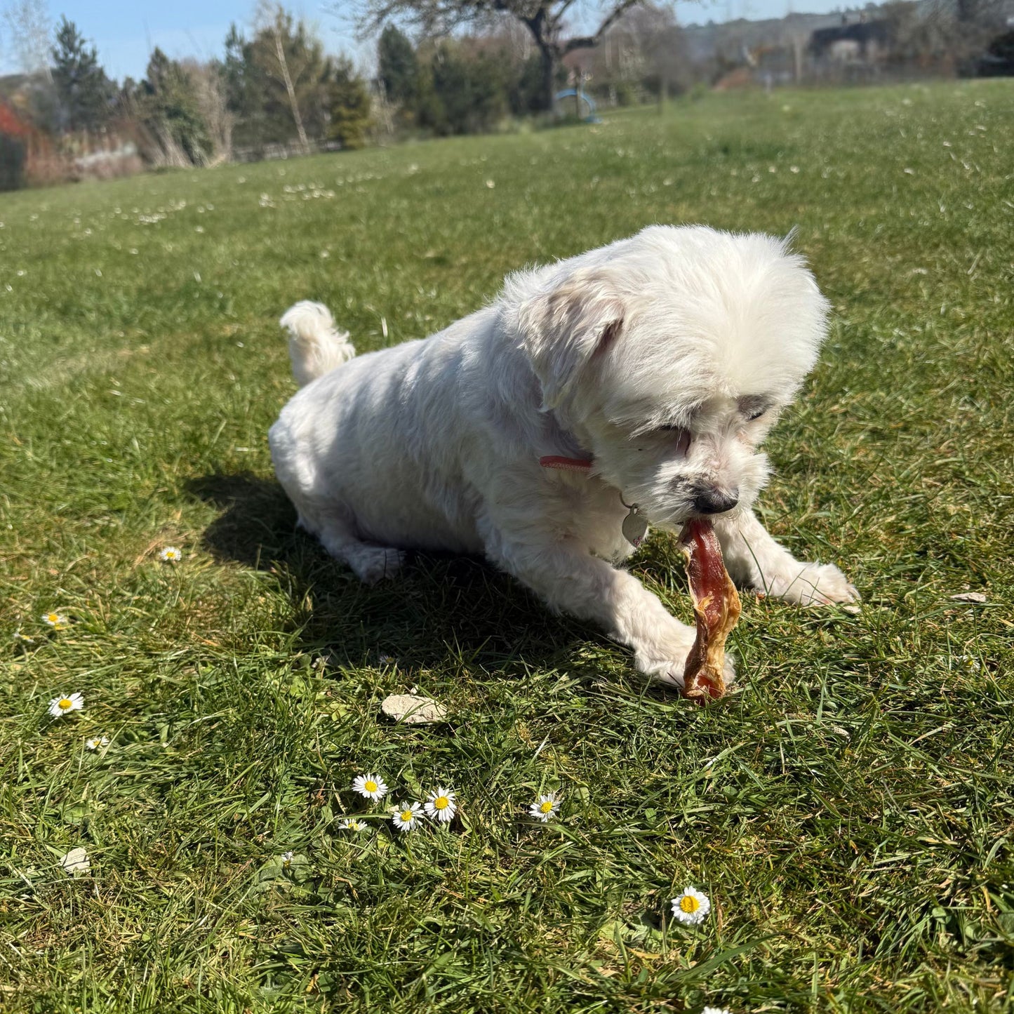 Bulls Pizzle Sticks - 3 Sizes Available, 10 Pieces, 5 Pieces & 1 Piece - Maltese enjoying Pizzle Stick