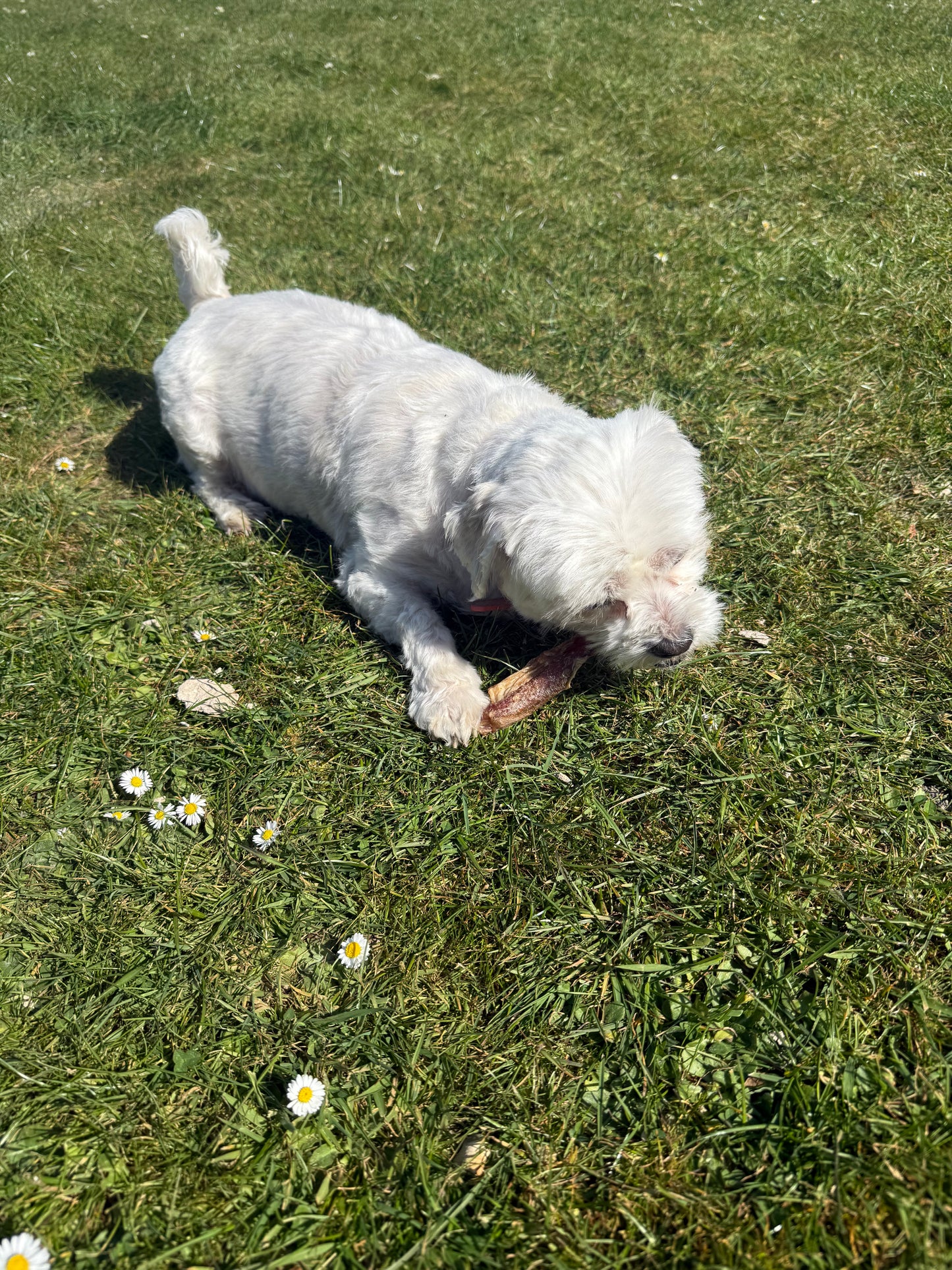 Bulls Pizzle Sticks - 3 Sizes Available, 10 Pieces, 5 Pieces & 1 Piece - Maltese enjoying Pizzle Stick