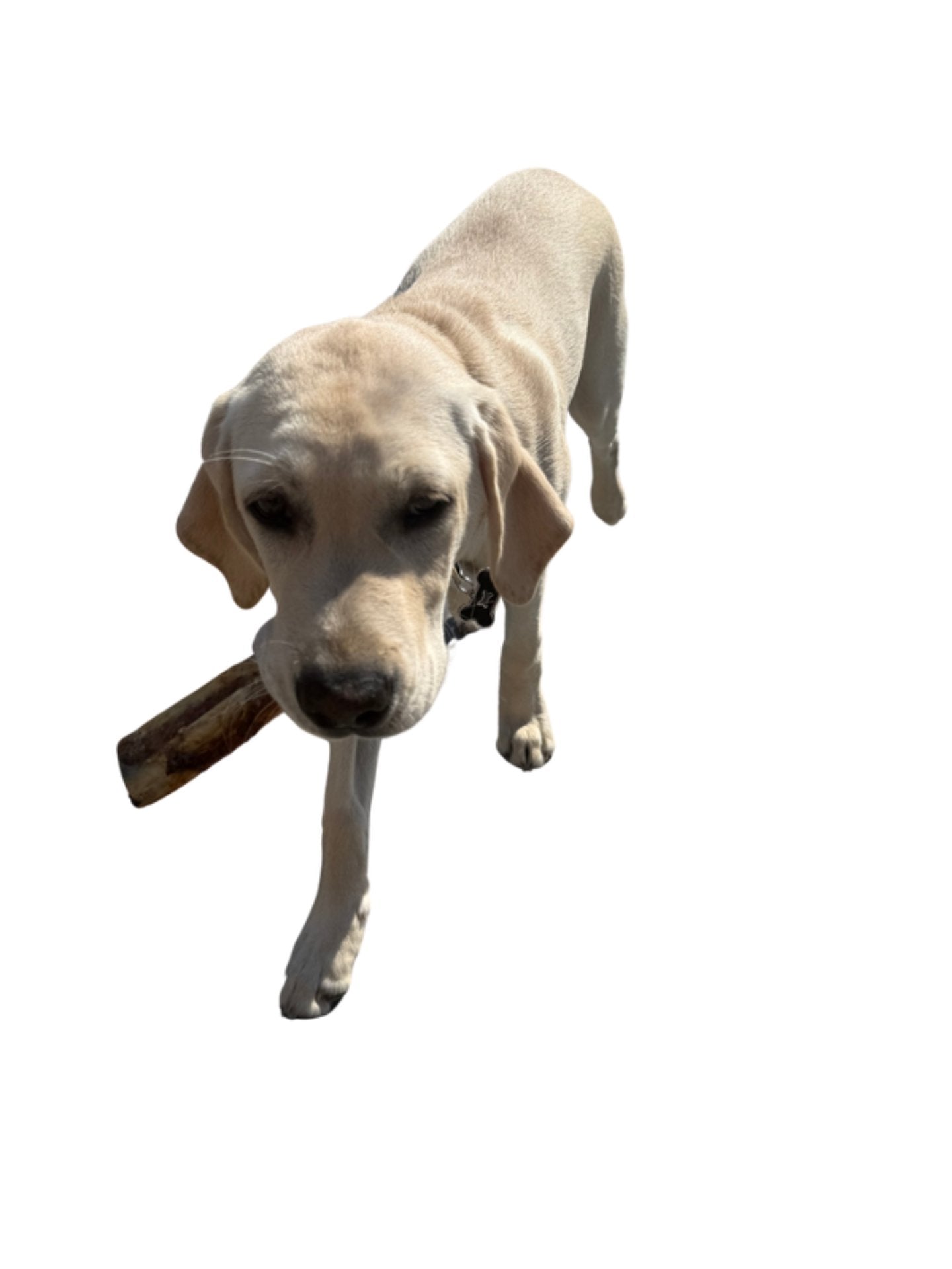 Mini Beef Ribs - 3 Sizes Available, 1 Piece, 5 Pieces & 10 Pieces - Labrador Eating Rib