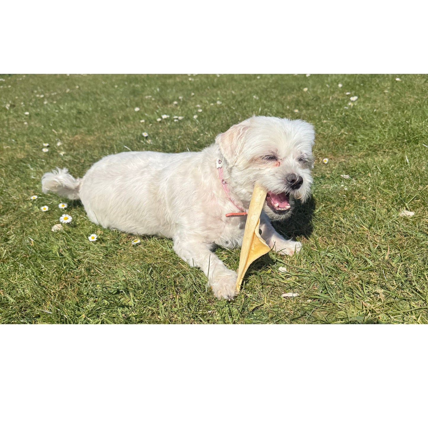 Beef Muscle Pieces  - 4 Sizes